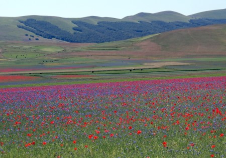 CASTELLUCCIO