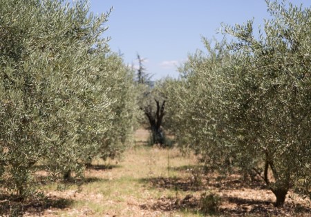 OLIVE SANTA MARIA ANCILLOTTI