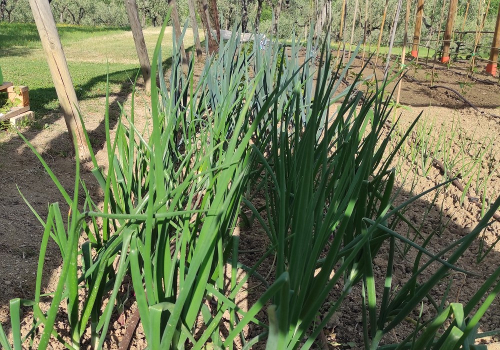 agricoltura biologica2