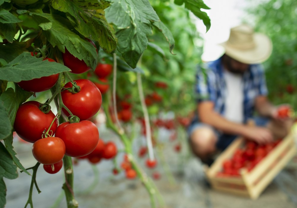 agricoltura biologica3