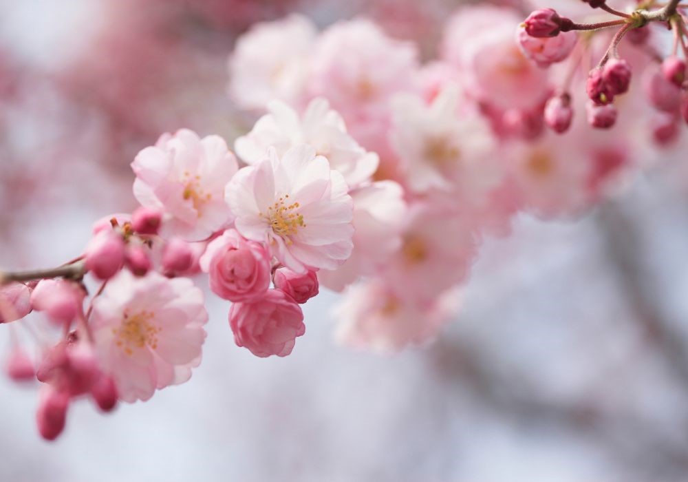fiori di ciliegio
