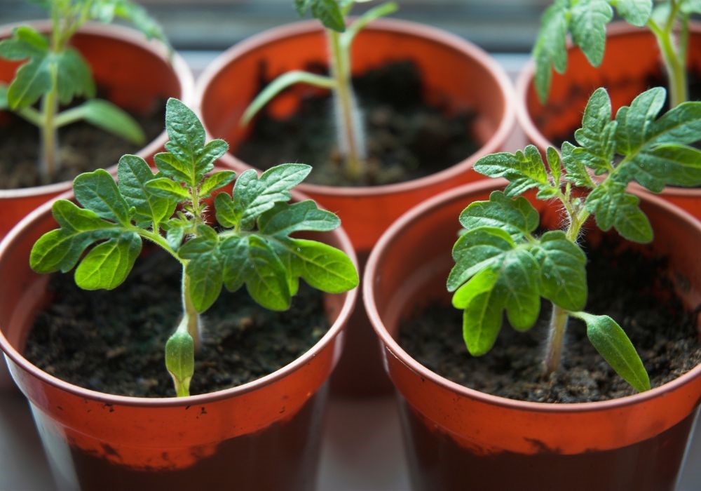 piante pomodoro vaso