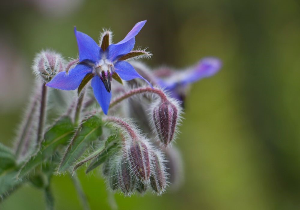 fiore borragine