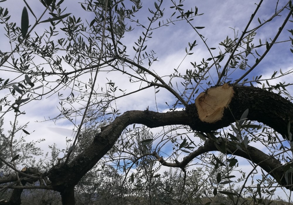 Albero ulivo pronto ad essere potato